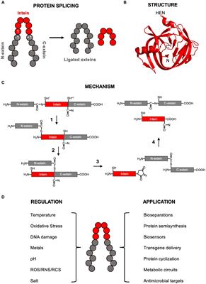 Inteins—mechanism of protein splicing, emerging regulatory roles, and applications in protein engineering